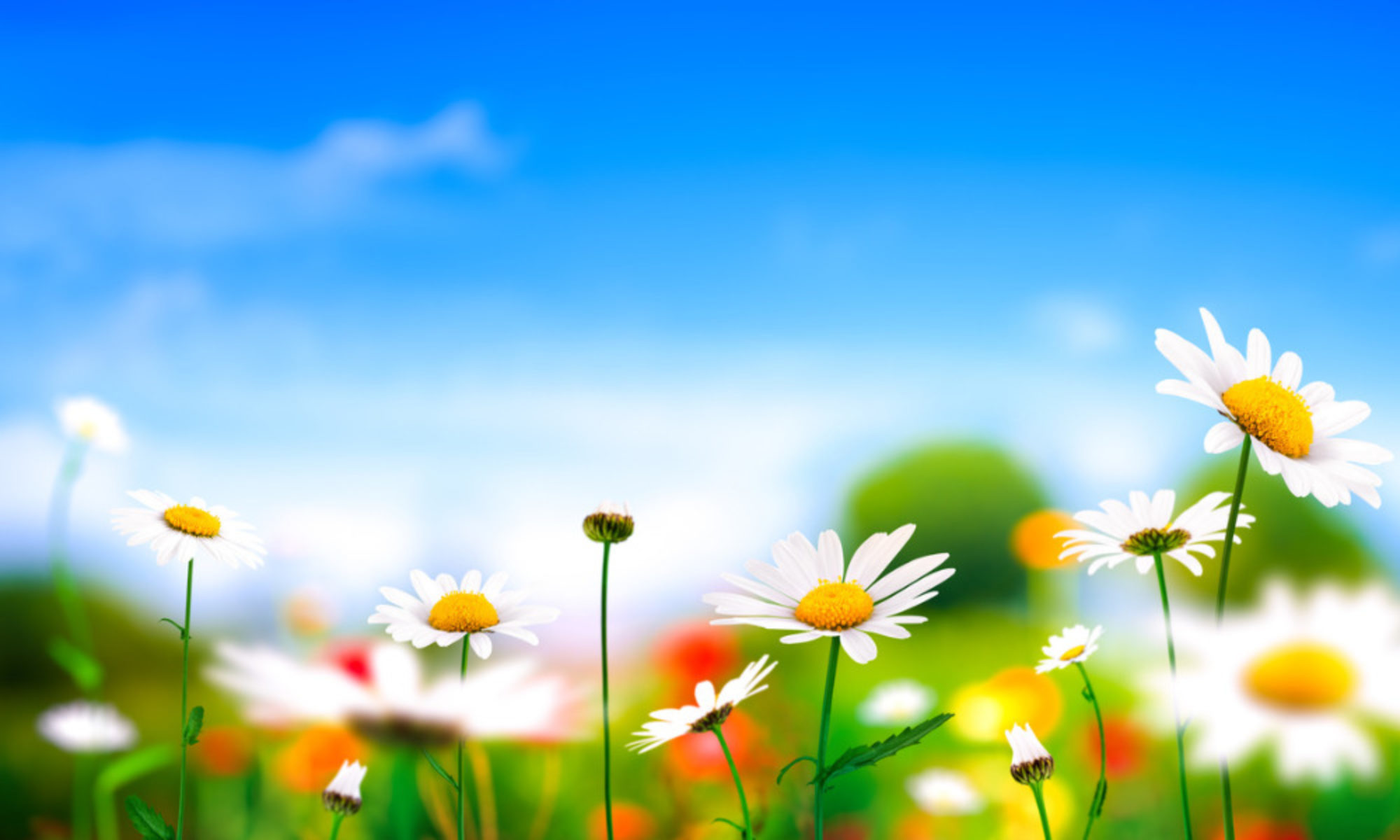 Closeup of daisies against a bright blue sky